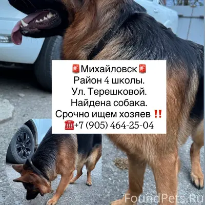 Найден тип собака, Михайловск