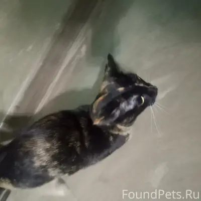 Найдена кошка, Речная