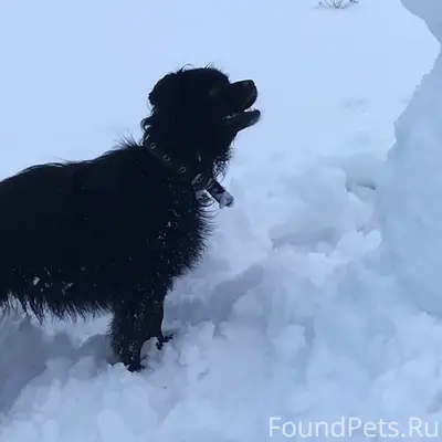 Пропала собака