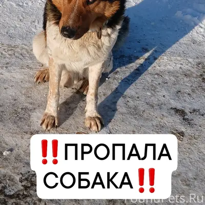 Пропал кобель по кличке Дружок, Пищевое 15
