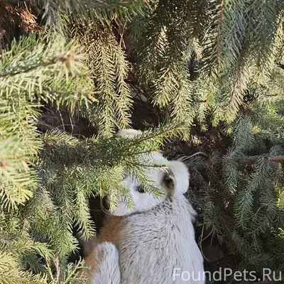 Найден щенок, Заводской район, Саратов