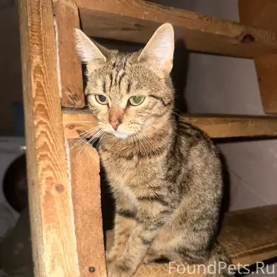 Пропала кошка, район горнолыжки