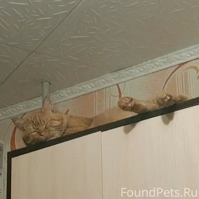 Пропал кот, район Чапаева 42