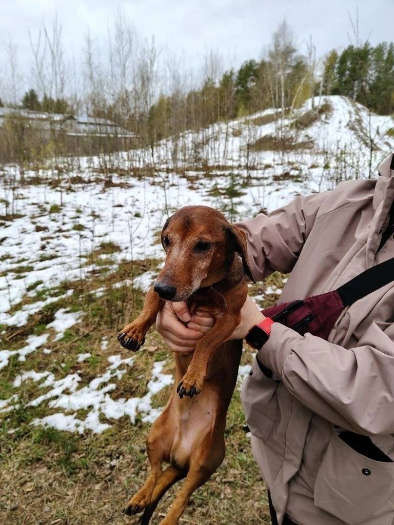 Найден кобель такса в красном ошейнике, Дубна