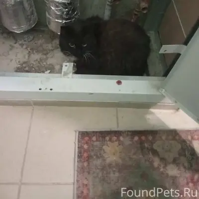 Найден кот, Аэродром, Грюнвальдская 3