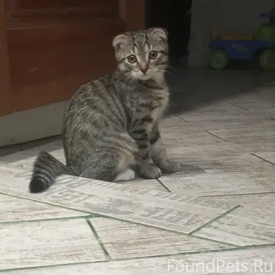 Найден котёнок-мальчик