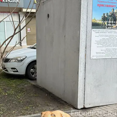 Найден пёс с ошейником, возле Драм театра
