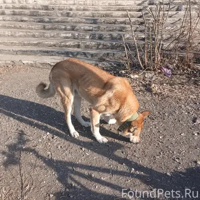 Пропал рыжий кобель в зелёном ошейнике, красный район