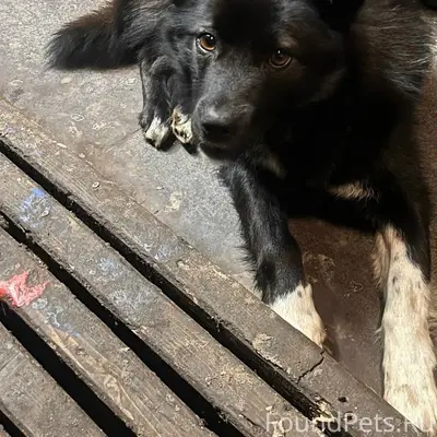 Пропал пёс Толя, улица Стахановская
