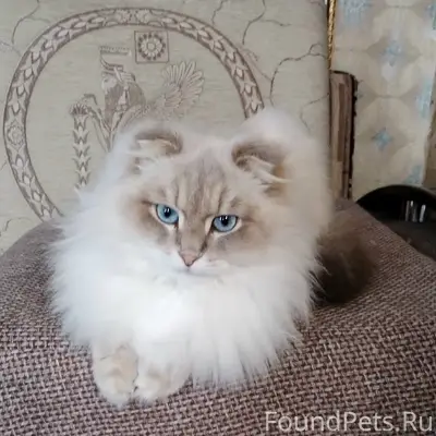 Пропала кошка Лиза