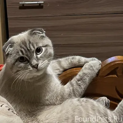 Пропал котик