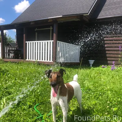 Пропала собака, [место не указано]