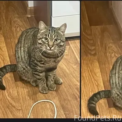 Пропал кот Маркиз, Павлово