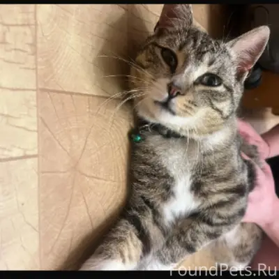 Найден кот в посёлке Дорожный