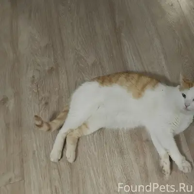 Найден кот, домашний