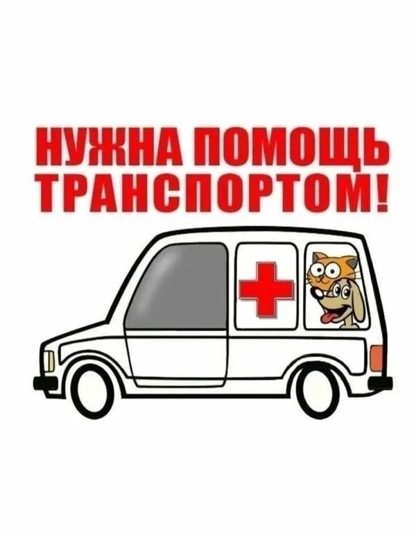 Пропал пожилой пёс Шарик, Томский район