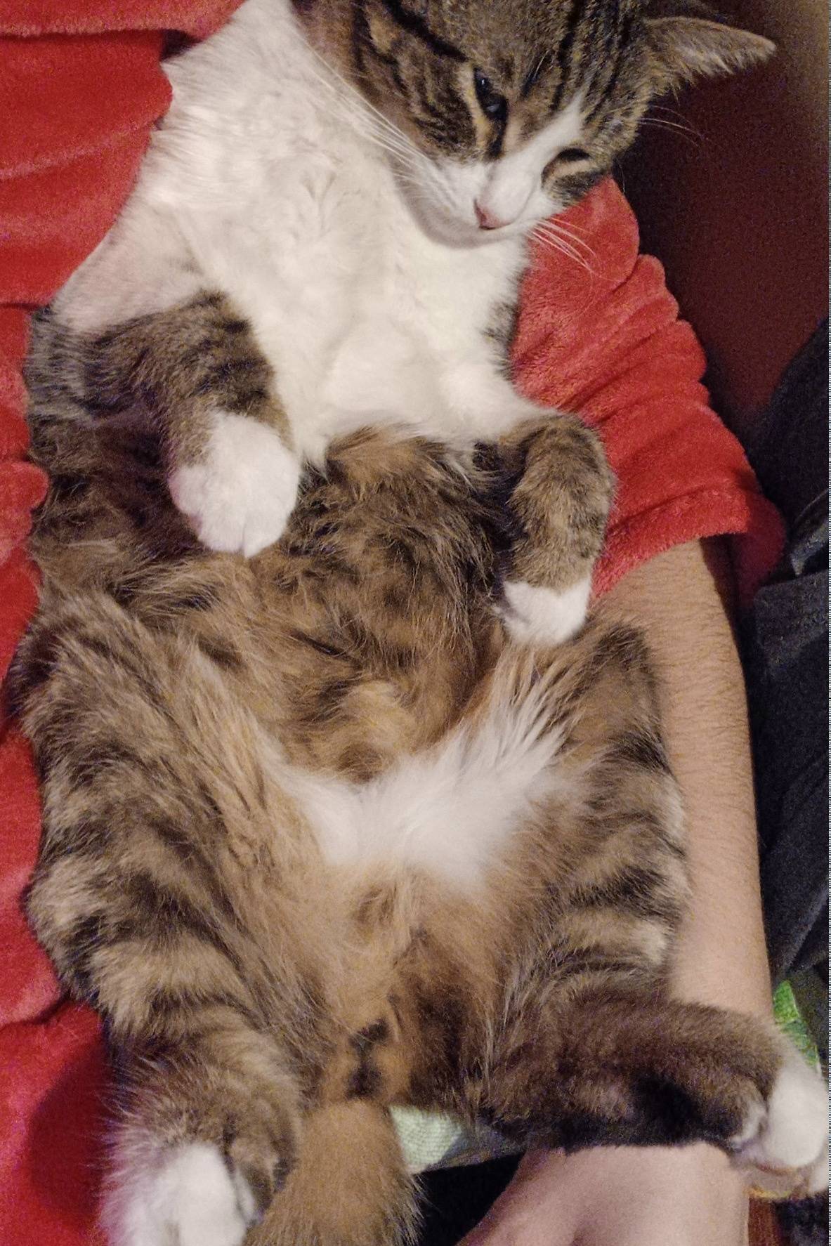 Пропал кот Бублик, Ялта