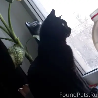 Пропал кот Тайсон, Южный посёлок