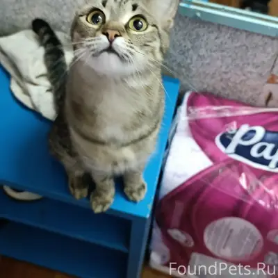 Найдена кошка, улица Центральная 158