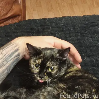 Пропала кошка, район Юбилейный