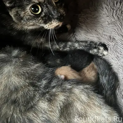 Пропали кошки Нюша и София, район 26 съезда кпсс