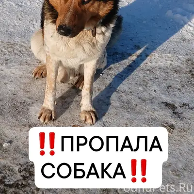 Пропал кобель Дружок, Пищевое 15