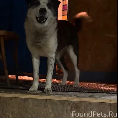Пропал Дон, собака