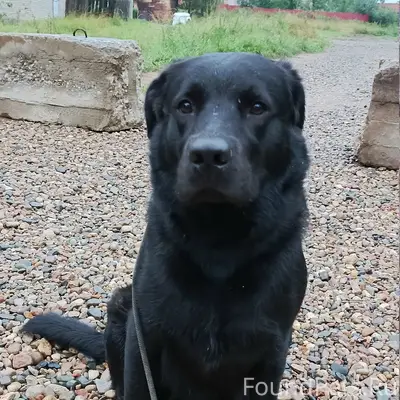 Пропал пёс Блэк