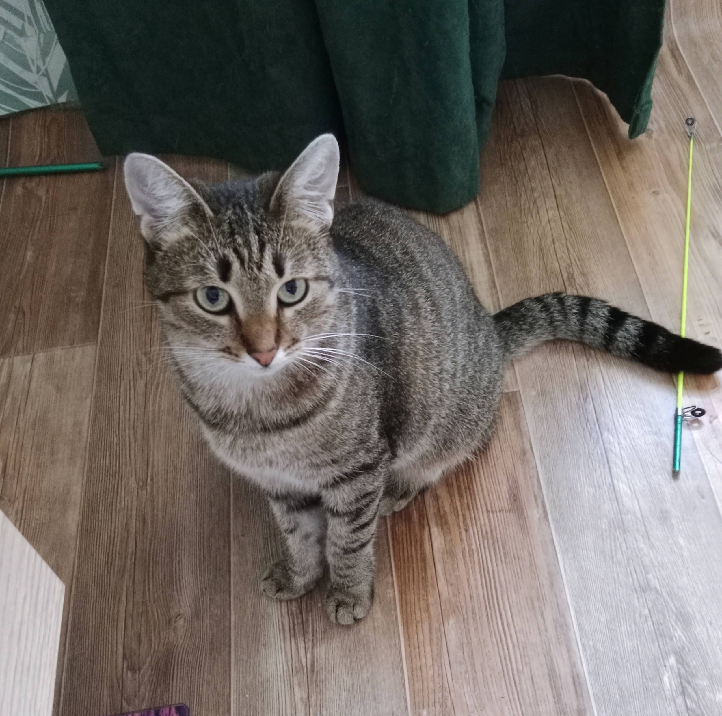 Пропала кошка, Ярославская 16А