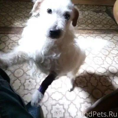 Пропал пёс Тихон