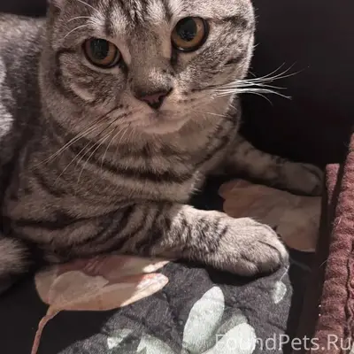 Пропал кот, улица Мушникова