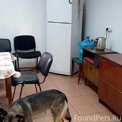 Пропала собака, в зелёном ошейнике