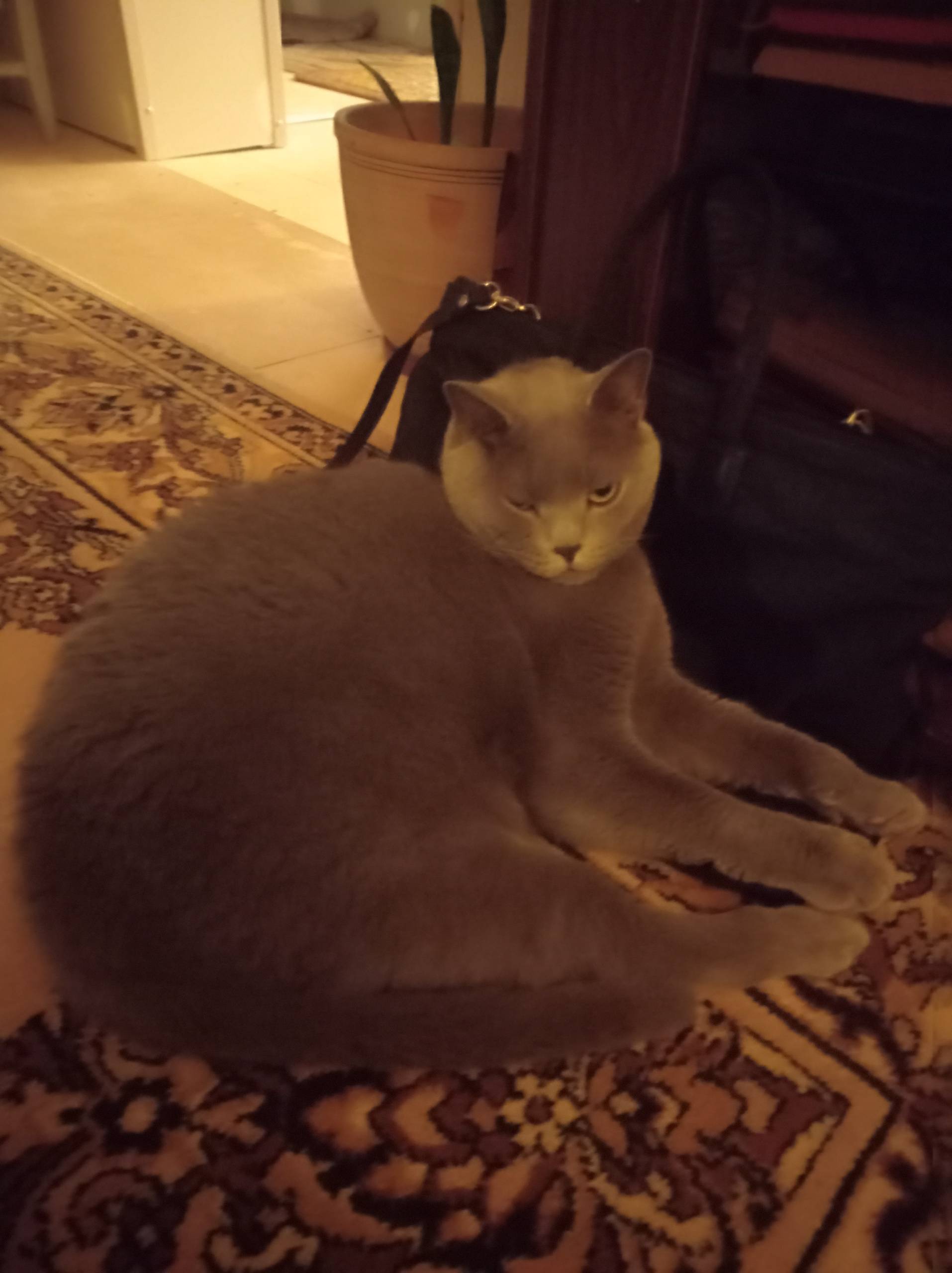 Пропал кот, район Механический