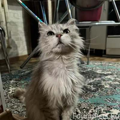 Найден ласковый кот или кошечка, 1 мкр.