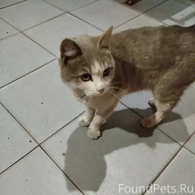 Найден кот, район ж/д вокзала