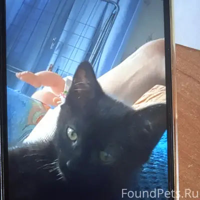 Пропал черный котенок, улица Кудрявицкого