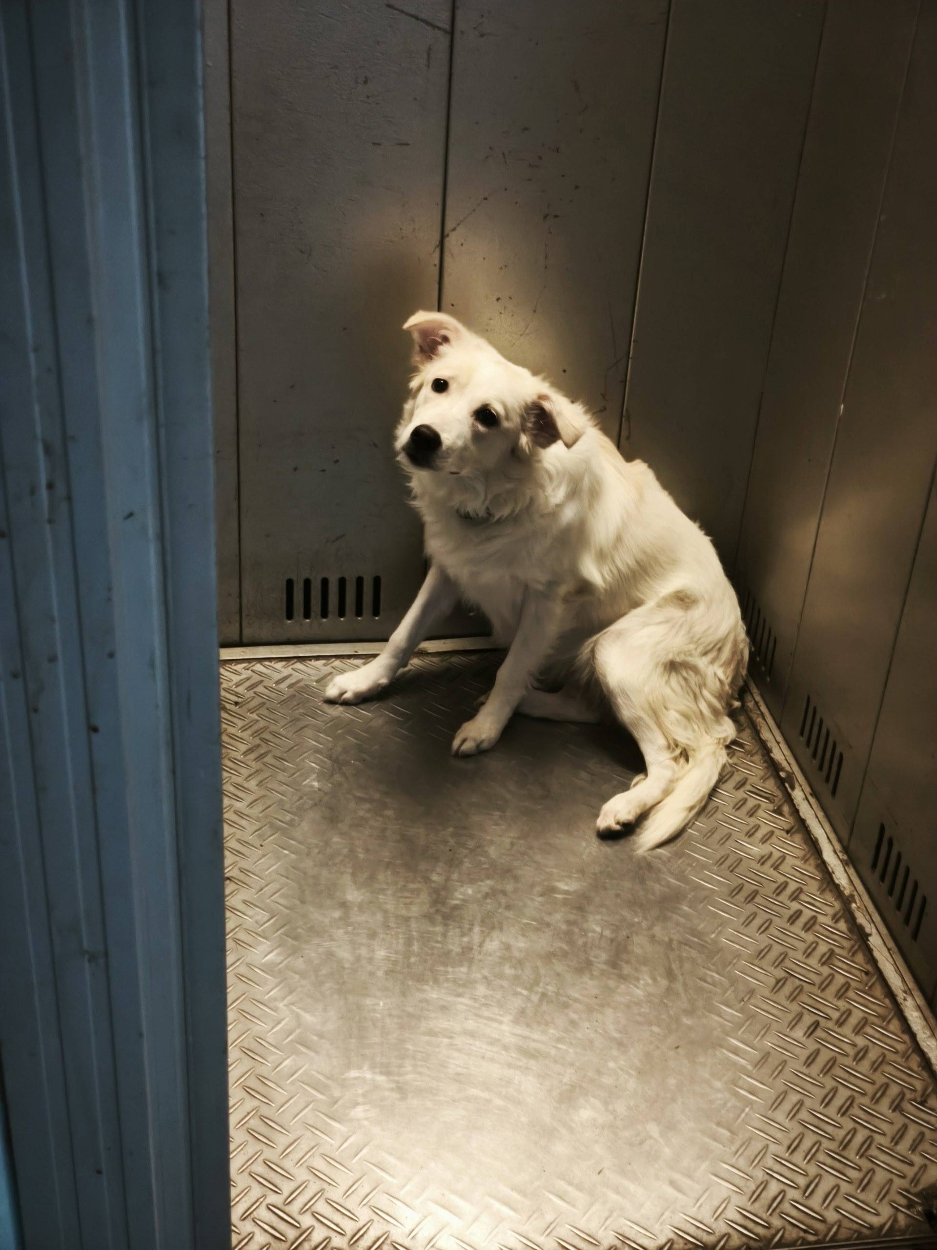 Найденная собака в ошейнике, [место не указано]