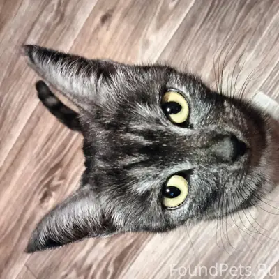 Пропала кошка Эля, ул. Красногвардейцев