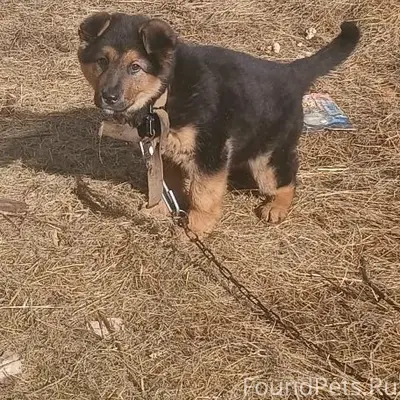 Пропал щенок Бублик