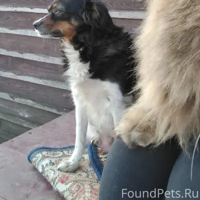 Пропала мелкая Шпуля, Мордовский район