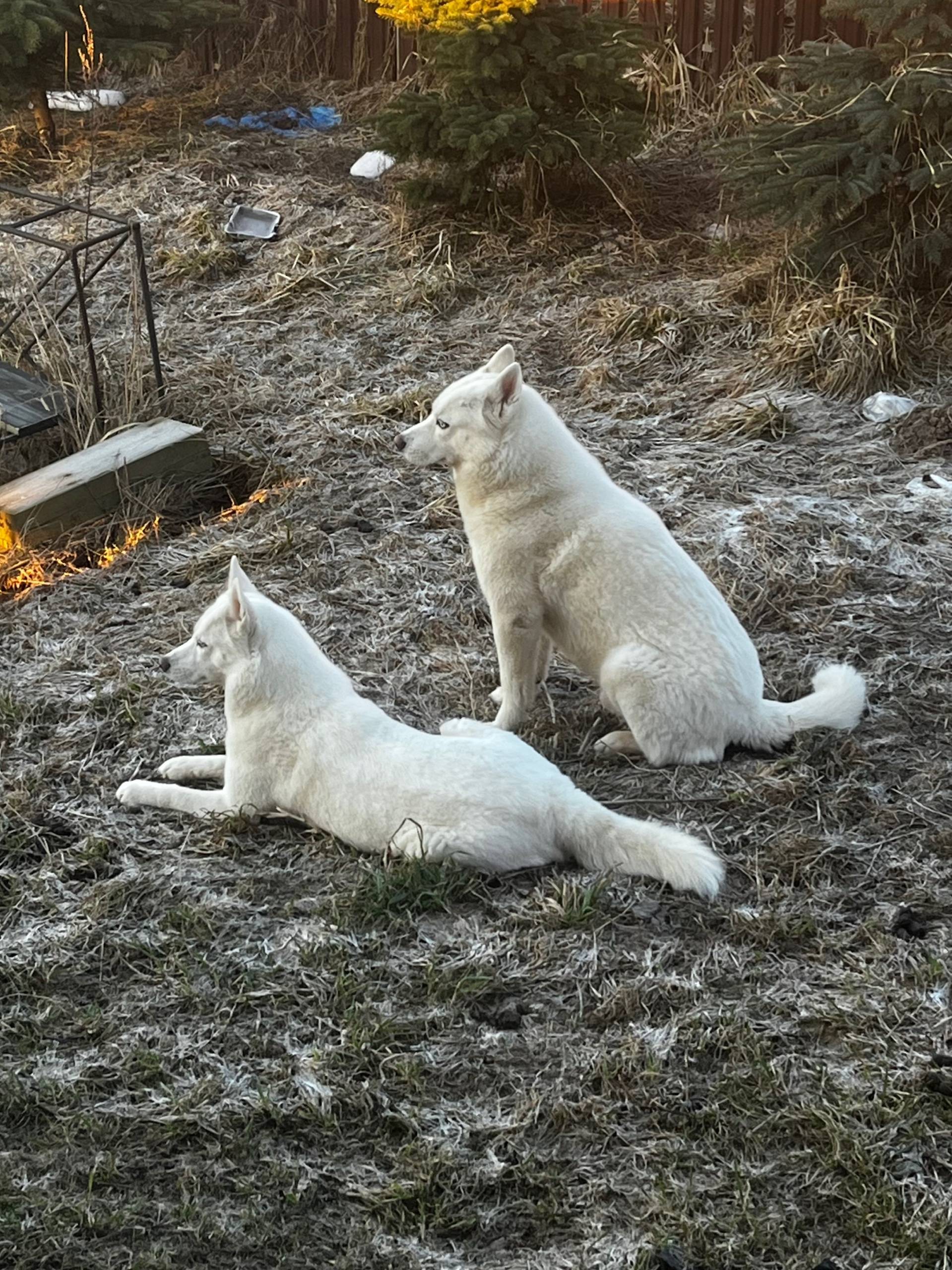 Пропали хаски Лето и Луна, Всеволожский район