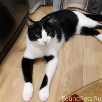 Пропал кот Василий, Тула