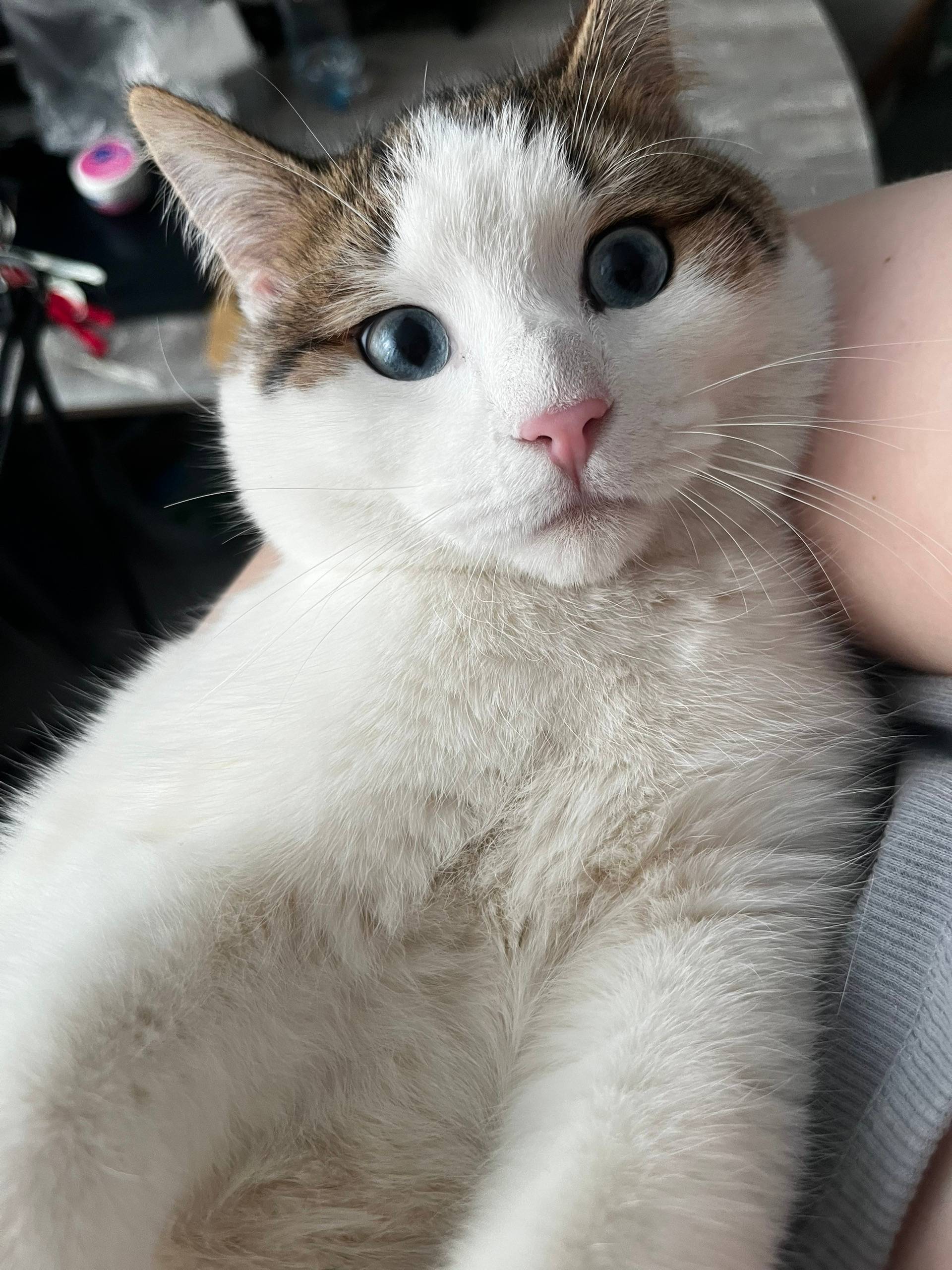 Пропал кот, Первомайский переезд, Ленина