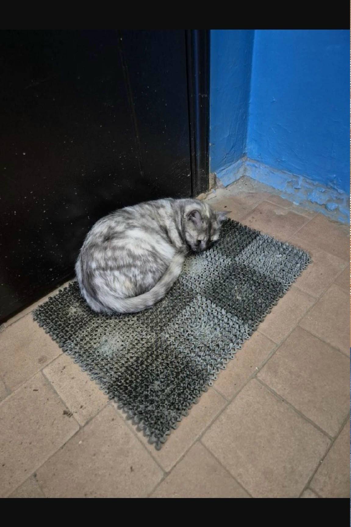 Найдена кошка, Индустриальная (Панковка)