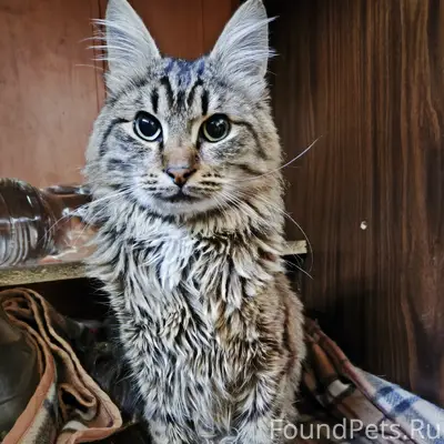 Найдена кошка, В фубрах