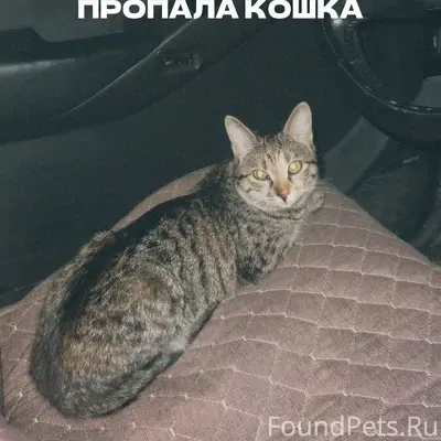 Пропала кошка Алиса, район 6 школы, Геленджик