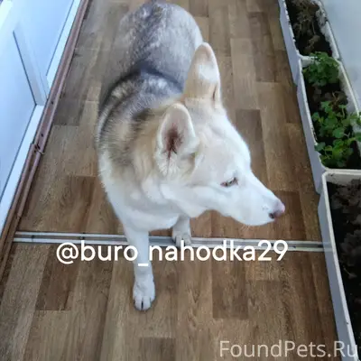 Найден тип собака, [место] Обводный канал 25