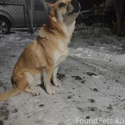 Пропал рыжий Чип, с. Ловозеро