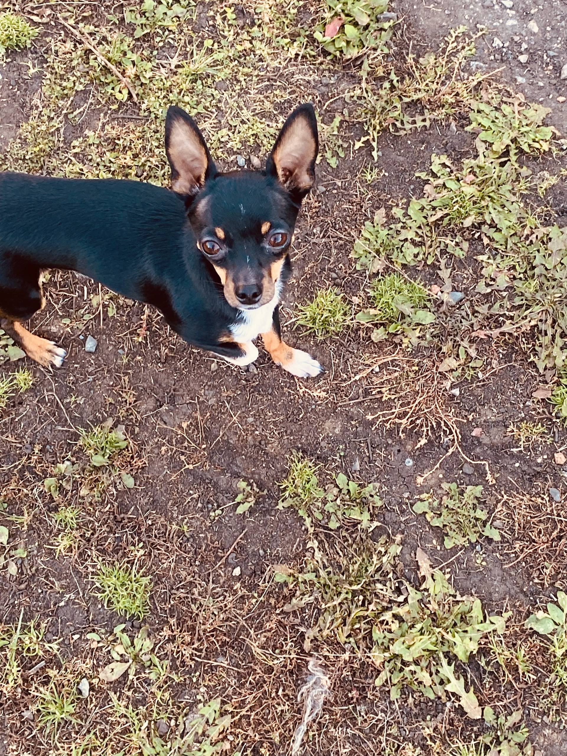 Пропал Чарли, собака, Белоносово