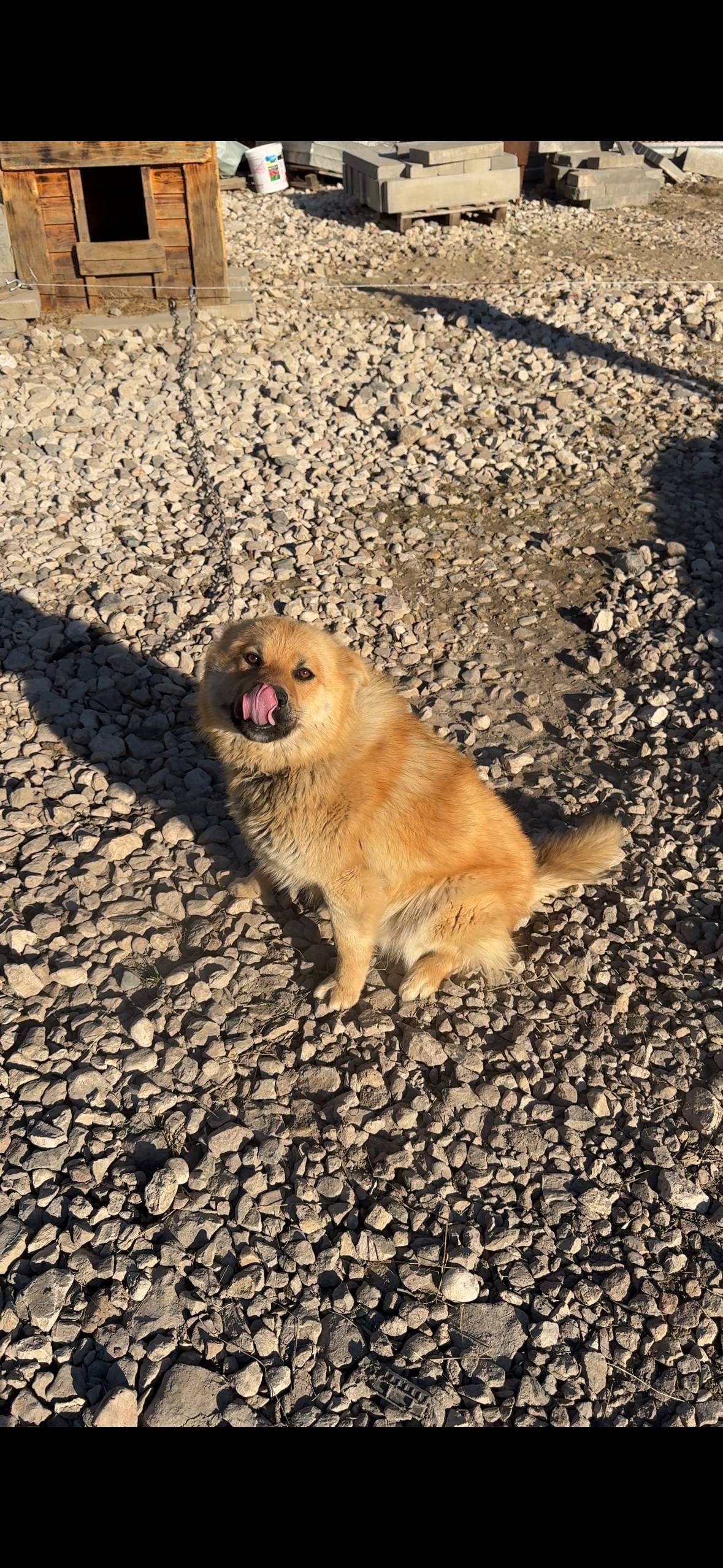 Пропал кобель Лис, район Порховского шоссе